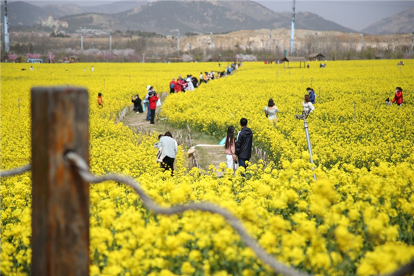 賞油菜花、游電影博物館 青島西海岸新區(qū)“電影之旅”3月開(kāi)啟